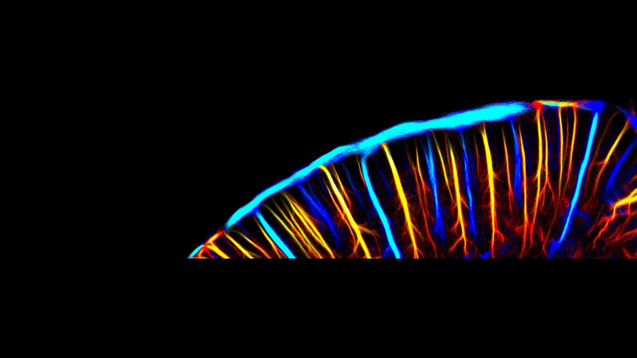 ICONEUS - New offices