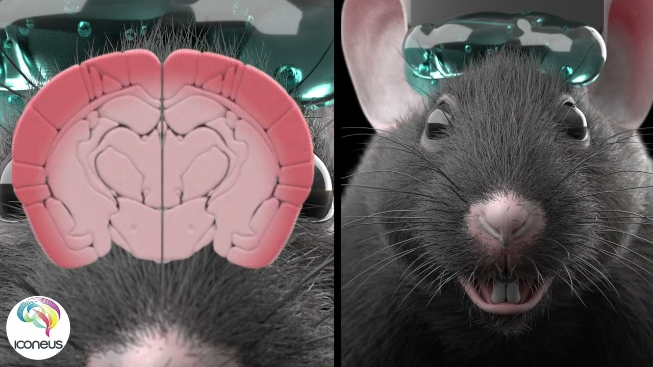 A window on brain activity